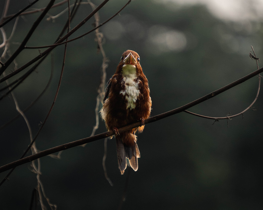 Sundarban: Biosphere and Tiger Reserve